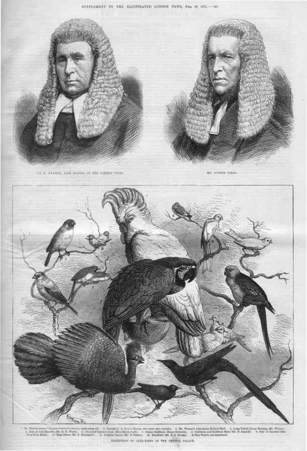 1875 bird showing